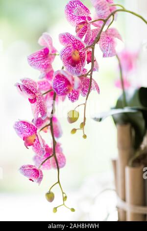 Nahaufnahme einer rosa Orchidee Blüte gegen eine helle Bokeh-Hintergrund Stockfoto
