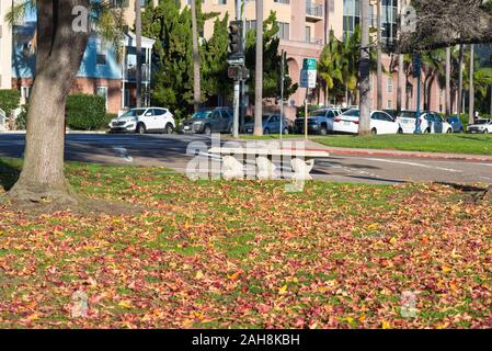 Herbst morgen im Balboa Park. San Diego, Kalifornien, USA. Stockfoto