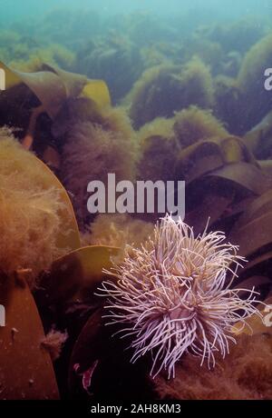 Kanal Inseln. Guernsey. Tierwelt. Seeanemone am Meeresgrund. Stockfoto