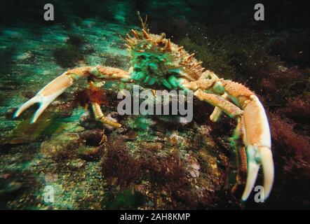 Kanal Inseln. Guernsey. Tierwelt. Seespinne Unterwasser. Stockfoto