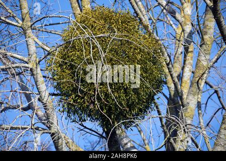 Die europäische Mistel (Viscum album) zunehmend auf eine Schwarze Pappel (Populus nigra) in Canterbury, Kent, Großbritannien. Stockfoto