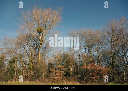 Die europäische Mistel (Viscum album) zunehmend auf eine Schwarze Pappel (Populus nigra) in Canterbury, Kent, Großbritannien. Stockfoto