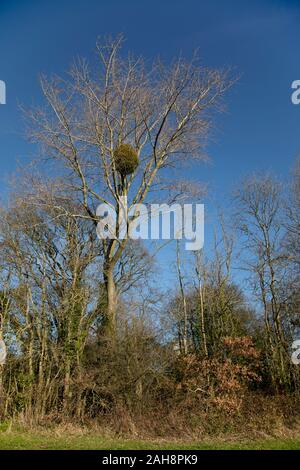 Die europäische Mistel (Viscum album) zunehmend auf eine Schwarze Pappel (Populus nigra) in Canterbury, Kent, Großbritannien. Stockfoto