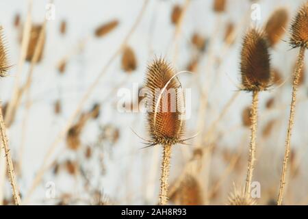 Trockene Distel im Herbst. Thistle ist eine blühende Pflanze aus der Familie der Asteraceae. Stockfoto