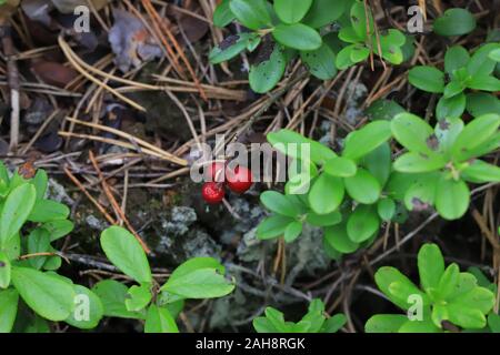 Drei Beeren Preiselbeeren auf einem Busch in den Wald Stockfoto