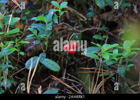 Drei Beeren Preiselbeeren auf einem Busch in den Wald Stockfoto