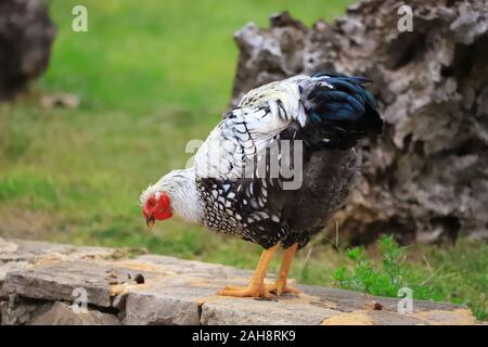 Motley schwarz-weißen Huhn Spaziergänge rund um den Hof, close-up Stockfoto