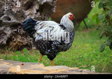 Motley schwarz-weißen Huhn Spaziergänge rund um den Hof, close-up Stockfoto