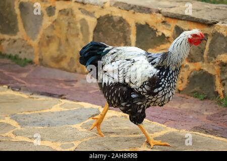 Motley schwarz-weißen Huhn Spaziergänge rund um den Hof, close-up Stockfoto