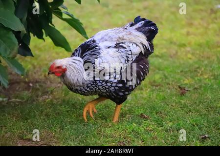 Motley schwarz-weißen Huhn Spaziergänge rund um den Hof, close-up Stockfoto