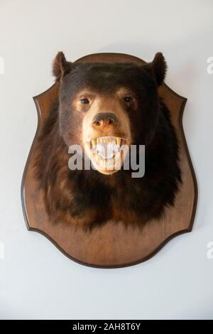 Montiert Material schwarzer Bär Kopf an einer Wand in einer Hütte im Luray Virginia Stockfoto