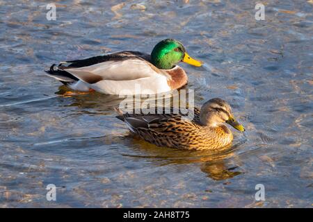 USA Virginia VA Luray männliche und weibliche Stockenten schwimmen in Hawksbill Creek - Anas platyrhynchos Stockfoto