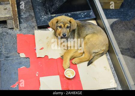 Junge, adorable Inukai llaying auf Karton Bett neben einem Store im Winter, mit leeren Pastete können vor ihm Stockfoto