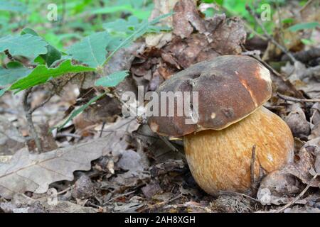 Eine einzige pecimen der Boletus aereus oder dunklen Cep, oder Bronze bolete Pilz im natürlichen Lebensraum, neben Eiche Setzlinge, horizontale Ausrichtung Stockfoto