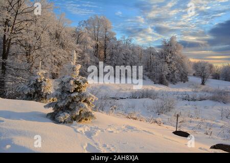 Bergwald im Winter während der Goldenen Stunde, Buche Wald im Hintergrund und ein paar Tannen im Vordergrund Stockfoto