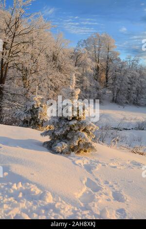 Bergwald im Winter während der Goldenen Stunde, Buche Wald im Hintergrund und ein paar Tannen im Vordergrund, vertikale Ausrichtung Stockfoto