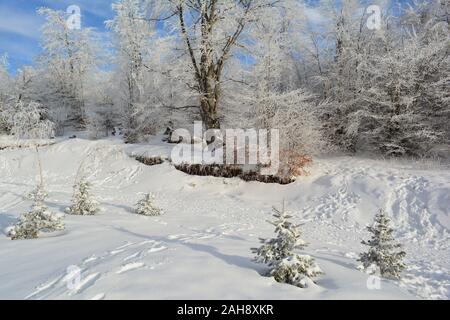 Sonnigen Tag, blauer Himmel mit ein paar Wolken, Winter Forest von Raureif, Buchen und Tannen und Fußabdrücke im Schnee Stockfoto