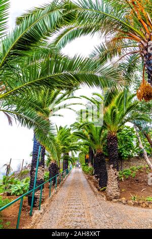 Phoenix canariensis Palmen entlang eines Pfades im Botanischen Garten (Jardim Botânico da Madeira), Madeira, Portugal Stockfoto