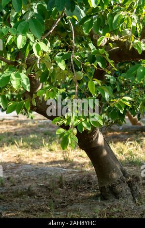 Anpflanzungen von cherimoya Cherimoya Früchte in Granada-Malaga tropischen Küste subtropischen Region, Andalusien, Spanien, grün Cherimoya wächst am Baum Stockfoto