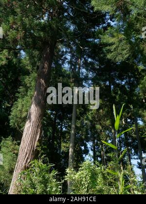 Niedrige Sicht auf die Kiefern im Wald Stockfoto