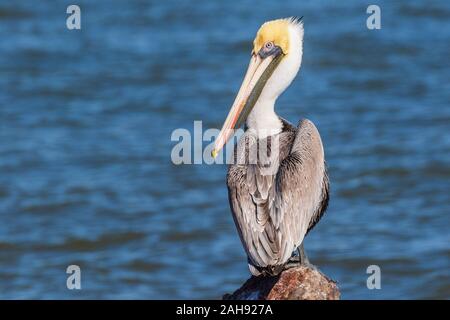 Brown pelican bei Seawolf Park auf Pelican Island, Galveston, Texas. Stockfoto