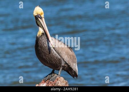 Brown pelican bei Seawolf Park auf Pelican Island, Galveston, Texas. Stockfoto