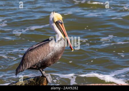 Brown pelican bei Seawolf Park auf Pelican Island, Galveston, Texas. Stockfoto