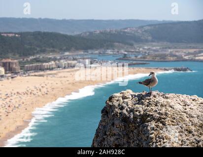 Single Möwe auf Felsvorsprung über den überfüllten Strand von Nazare mit Touristen entspannen auf dem Sand Stockfoto