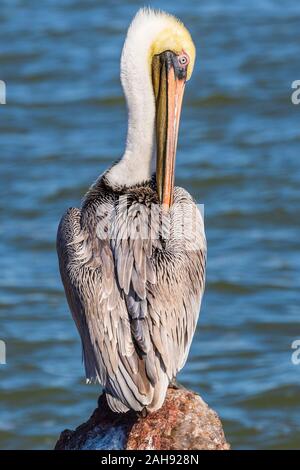 Brown pelican bei Seawolf Park auf Pelican Island, Galveston, Texas. Stockfoto