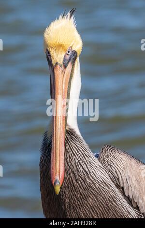 Brown pelican bei Seawolf Park auf Pelican Island, Galveston, Texas. Stockfoto