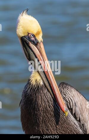 Brown pelican bei Seawolf Park auf Pelican Island, Galveston, Texas. Stockfoto