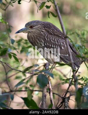 Schwarze Nacht gekrönt - Heron unreifen Vogel closeup Profil ansehen thront angezeigte braunen Federn Gefieder, Kopf, Schnabel, Auge, in seiner Umgebung und enviro Stockfoto