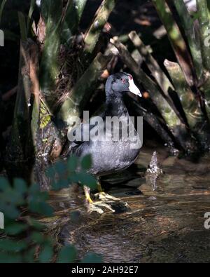 Schwarz Scoter oder Amerikanischen Scoter Vogel in der Nähe Profil ansehen im Wasser, schwarzer Kopf, rote Augen, weißen Schnabel, grüne Beine und schwarze Gefieder in i Stockfoto