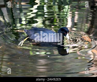 Schwarz Scoter oder Amerikanischen Scoter Vogel in der Nähe Profil ansehen im Wasser, schwarzer Kopf, rote Augen, weißen Schnabel, grüne Beine und schwarze Gefieder in i Stockfoto