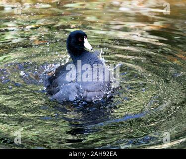 Schwarz Scoter oder Amerikanischen Scoter Vogel in der Nähe Profil ansehen im Wasser, mit Spritzwasser angezeigte flauschige Nass schwarzes Gefieder, schwarzer Kopf, Auge, wh Stockfoto