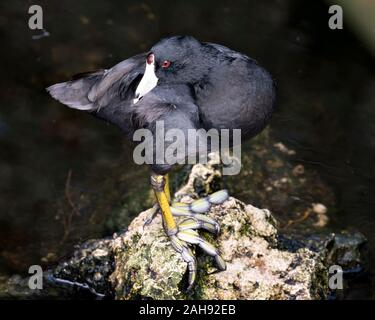 Schwarz Scoter oder Amerikanischen Scoter Vogel in der Nähe Profil ansehen auf einem Felsen am Wasser gelegen, mit schwarzem Kopf, rote Augen, weißen Schnabel, grüne Füße und Stockfoto