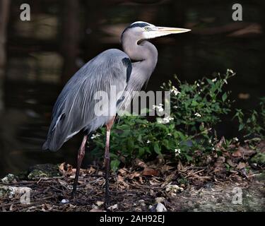 Bleu Heron Vogels close-up Profil anzeigen am Boden steht durch das Wasser mit einem Bokeh Hintergrund ein Laub und Blumen im Vordergrund, Anzeigen blau feathe Stockfoto