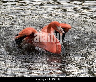 Flamingo Vogel close-up Profil anzeigen im Wasser Spritzwasser mit ihren Flügeln zeigt seine schönen orange rosa Gefieder, Kopf, langer Hals, Schnabel, e Stockfoto