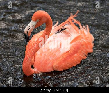 Flamingo Vogel close-up Profil anzeigen im Wasser Spritzwasser mit seinen Flügeln, mit seinen schönen orange rosa Gefieder, Kopf, langer Hals, Schnabel, Stockfoto