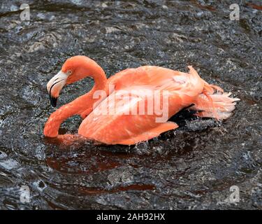 Flamingo Vogel close-up Profil anzeigen im Wasser Spritzwasser mit seinen Flügeln, mit seinen schönen orange rosa Gefieder, Kopf, langer Hals, Schnabel, Stockfoto