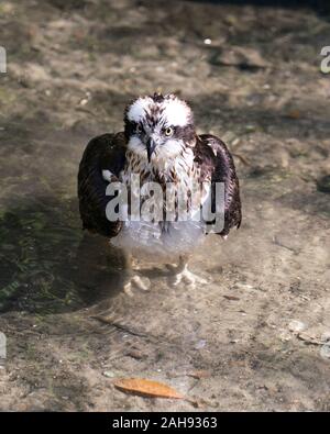 Osprey Vogel close-up Profil anzeigen auf Zweig mit bokeh Hintergrund mit braunen Federn gehockt, einer ausgebreiteten Flügel, Augen, Schnabel, Krallen, in seiner Surr Stockfoto