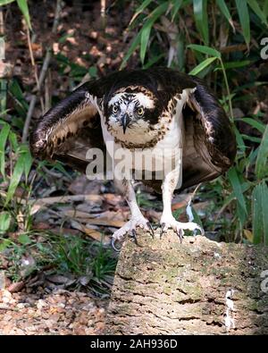 Osprey Vogel close-up Profil anzeigen mit Laub Hintergrund anzeigen braun Federn, Flügeln, Augen, Schnabel, talons thront, in seiner Umgebung und Stockfoto