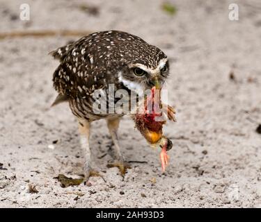 Eule Florida Graben Owl close-up Profil anzeigen Mit seiner Beute am Boden und Sand Hintergrund mit braunen Federn Gefieder, Schnabel, der Augen, der Füße Stockfoto