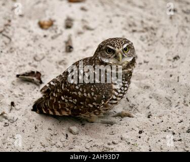 Eule Florida Graben Owl close-up Profil Blick in die Kamera schaut, sitzt im Sand Hintergrund mit braunen Federn Gefieder, Schnabel, Augen, Fe Stockfoto