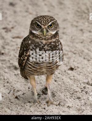 Eule Florida Graben Owl close-up Profil anzeigen auf Sand Hintergrund mit braunen Federn Gefieder, Schnabel, Augen, Füße in seiner Umgebung ein Stockfoto