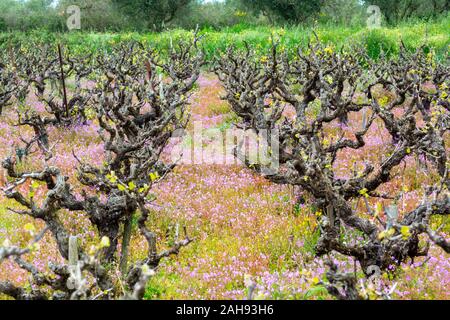 Alte Leitungen und junge Pflänzchen der Rebsorten von Pflanzen in den Zeilen im Weinberg und Feder wilde Blumen, die Weinproduktion in Griechenland Stockfoto