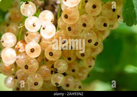 Ribes niveum weiße Johannisbeeren und Stachelbeeren in Garten reifen in der Sonne leuchtet Stockfoto