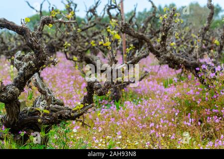 Alte Leitungen und junge Pflänzchen der Rebsorten von Pflanzen in den Zeilen im Weinberg und Feder wilde Blumen, die Weinproduktion in Griechenland Stockfoto