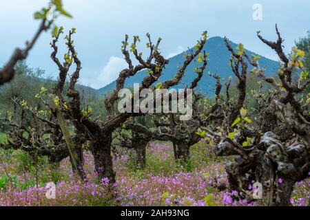 Alte Leitungen und junge Pflänzchen der Rebsorten von Pflanzen in den Zeilen im Weinberg und Feder wilde Blumen, die Weinproduktion in Griechenland Stockfoto