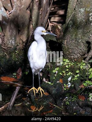 Snowy Egret Vogel in der Nähe Profil ansehen thront auf einem Felsen am Wasser angezeigte weiße Federn Gefieder, flauschige Gefieder, Kopf, Schnabel, Auge, gelb Füße, Stockfoto